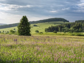 Typical landscape in the Rhön Biosphere Reserve, wildflower meadow with Meadow bistort,