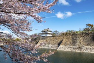 Watch tower at Osaka Castle Wall, blooming cherry trees in a moat park with water, Chuo-ku, Osaka,