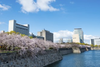Skyscrapers and cherry blossoms on the moat with water at Osaka Castle, Chuo-ku, Osaka, Japan