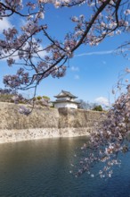 Watch tower at Osaka Castle Wall, blooming cherry trees in a moat park with water, Chuo-ku, Osaka,