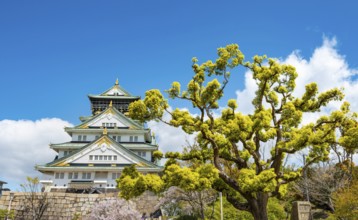 Osaka castle among trees in the park, Osaka Castle Park, Chuo-ku, Osaka, Japan