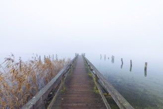Wooden jetty at Lake Ratzeburg, Ratzeburger See in the mist, Lauenburg Lakes Nature Park, Naturpark
