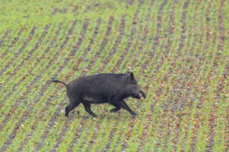 Wild boar (Sus scrofa) sow, female running over farmland, field
