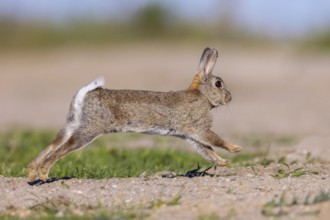 European rabbit, common rabbit (Oryctolagus cuniculus) running in the dunes at dawn in spring