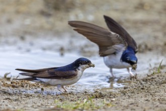 Two common house martins, northern house martin pair (Delichon urbicum) collecting mud in beak from