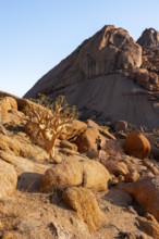 Bottle tree (Cyphostemma currorii) in the dry desert landscape with rocks, Spitzkoppe, Namibia