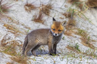 Young red fox (Vulpes vulpes) kit / cub near burrow / den in the sand dunes along the coast in