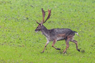 European fallow deer (Dama dama) buck / male running over field / farmland in autumn / fall