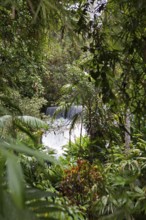 Waterfall in the rainforest or jungle, Santa Cruz Verapaz, Alta Verapaz Department, Guatemala