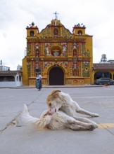 Street dog grooming on the street, San Andrés Xecul church in the highlands, Totonicapán