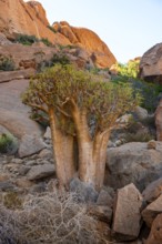 Bottle tree (Cyphostemma currorii) in the dry desert landscape with rocks, Spitzkoppe, Namibia