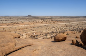 Wide, dry plain with sparse vegetation under clear skies, Spitzkoppe, Namibia