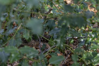 The young European hare (Lepus europaeus) cannot be seen with the naked eye, camouflage,