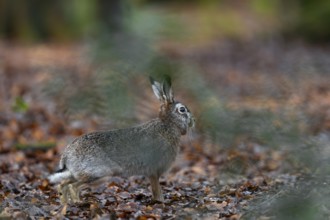 A hare (Lepus europaeus) suddenly appears in front of my hiding place, a healed injury on the