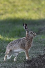 At the last moment, the hare (Lepus europaeus) has spotted the photographer, pauses for a moment