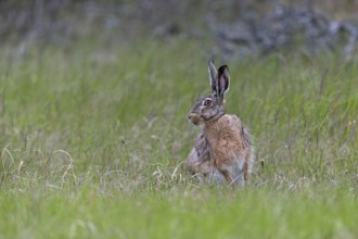Despite its good camouflage, the brown hare (Lepus europaeus) persists and changes direction,
