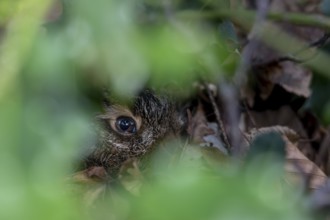 Portrait of a young hare (Lepus europaeus) resting in the shelter of a holly tree, camouflage,