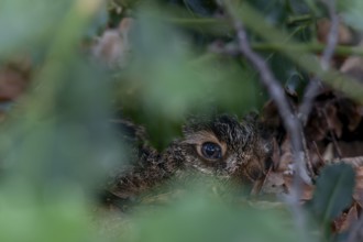 The young brown hare (Lepus europaeus) trusts its perfect camouflage, camouflage, protection, young