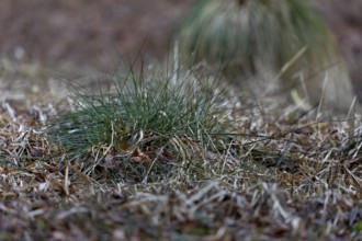 Even with a trained eye, you will hardly spot this brown hare (Lepus europaeus) in its nest,