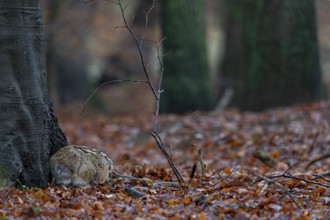 The brown hare (Lepus europaeus) is clearly recognisable in this photo, yet every forest walker