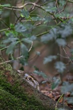 European hare (Lepus europaeus) in the mug at the root of a copper beech, camouflage, protection,
