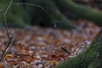 Only a part of the head of the European hare (Lepus europaeus) protrudes above the tree root,