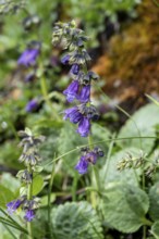 Pyrenean Dragon's Mouth (Horminum pyrenaicum), Blue Alpine Flower, Brenta Dolomites, Trentino,