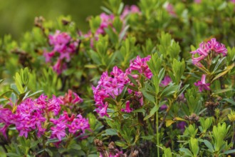 Rosa alpine roses, alpine flower, Brenta Dolomites, Trentino, Italy