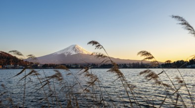Dry reeds on Lake Kawaguchi, view of Mount Fuji volcano at sunset, Yamanashi Prefecture, Japan