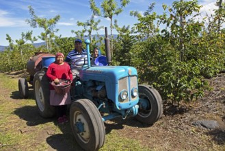 Guatemalan coffee pickers on a coffee plantation in the highlands near Antigua, Sacatepéquez