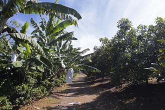Banana trees on a coffee plantation in the highlands near Antigua, Sacatepéquez Department,