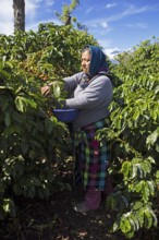 Guatemalan coffee picker on a coffee plantation in the highlands near Antigua, Sacatepéquez