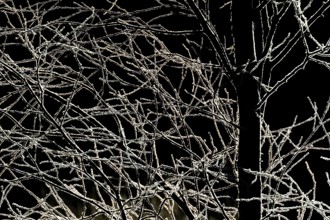 Branched branches covered with ice crystals against a dark background, Korpoström, Korpo or Korppo,