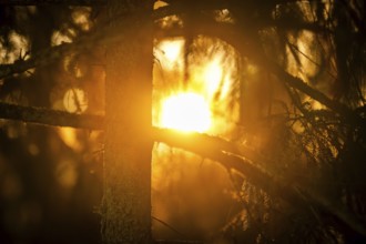 Rays of the rising winter sun penetrate the thick branches of a conifer tree, create a warm