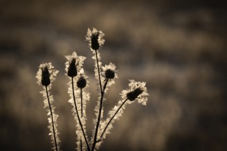 Buds of a plant coated with ice crystals against a dark background, Korpostrom, Korpo or Korppo,