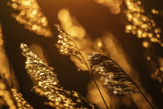 Grasses at sunset with warm golden yellow bokeh, corpostrom, corpo or corppo, southwestern