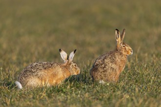A buck cautiously approaches the fieldfare (Lepus europaeus) from behind, mating season, morning