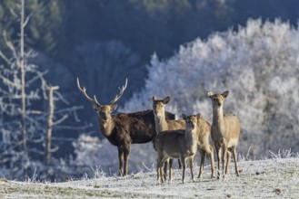 A herd of Japanese sika deer (Cervus nippon nippon) stands on a frost-covered meadow in hilly