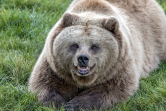European brown bear (Ursus arctos) resting relaxed in a meadow with its mouth open, showing its