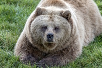 European brown bear (Ursus arctos) resting relaxed in a meadow, looking into the camera, Poing