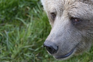 European brown bear (Ursus arctos), close-up of face, animal portrait, Poing Wildlife Park, Upper