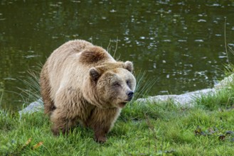 European brown bear (Ursus arctos) running on a meadow on the shore of a pond, Poing Wildlife Park,