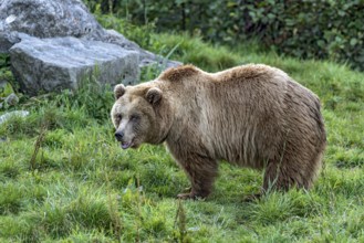 European brown bear (Ursus arctos) standing on a meadow with rocks at the edge of the forest, Poing