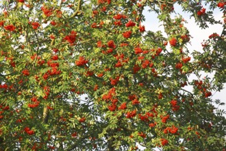 Mountain ash (Sorbus aucuparia) also known as rowan with fruit, Schleswig-Holstein, Germany