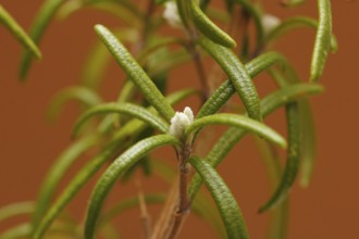 Rosemary (Rosmarinus officinalis), twigs with young, very hairy leaves, in the studio, North