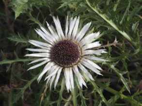 Close-up of a silver thistle (Carlina acaulis) surrounded by green leaves. Goms, Canton Valais,