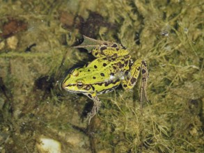 A green frog, Pool frog (Pelophylax lessonae), lies hidden above aquatic plants on a muddy pond