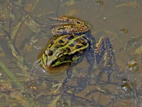 A camouflaged frog, Pool frog (Pelophylax lessonae), in muddy water surrounded by algae and natural