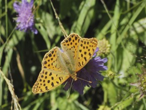 An orange-coloured spotted butterfly, Queen of Spain fritillary (Issoria lathonia), sits on a