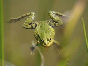A green frog, Pool frog (Pelophylax lessonae), swimming in the water, its legs stretched out,